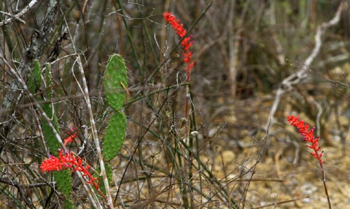 Caatinga: mapeamento da cobertura vegetal