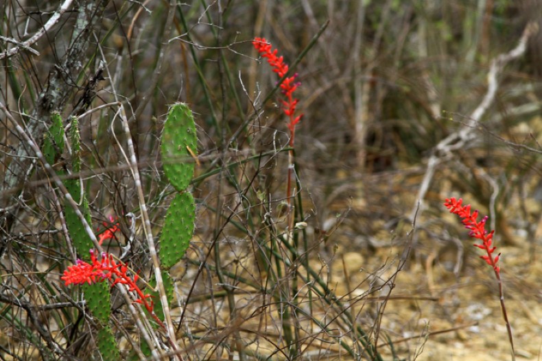 Caatinga: mapeamento da cobertura vegetal